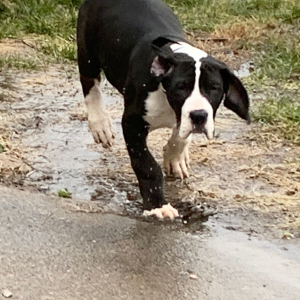 Great Dane Puppy Yale