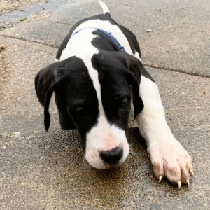 Great Dane Puppy Yale