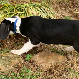 Great Dane Puppy Yale