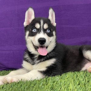 Siberian Husky Puppy Walker