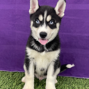 Siberian Husky Puppy Walker