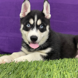 Siberian Husky Puppy Walker