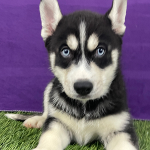 Siberian Husky Puppy Walker