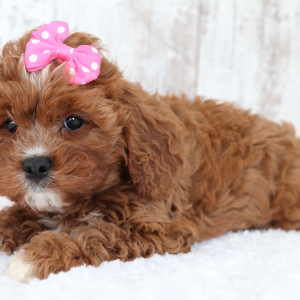 Cavapoo Puppy Lauren