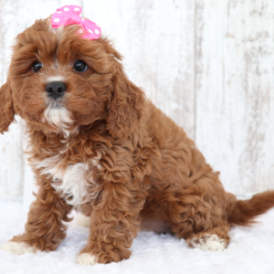 Cavapoo Puppy Lauren