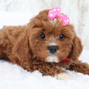 Cavapoo Puppy Lauren