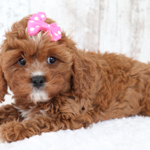 Cavapoo Puppy Lauren