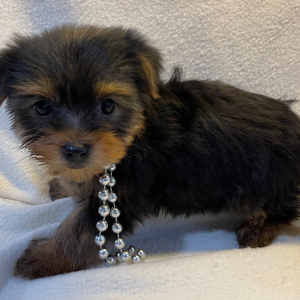 Yorkshire Terrier Puppy Emily