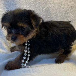 Yorkshire Terrier Puppy Emily