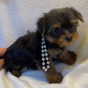 Yorkshire Terrier Puppy Emily