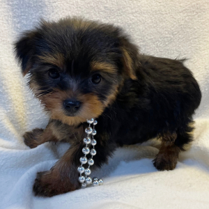 Yorkshire Terrier Puppy Emily