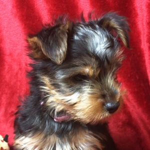 Yorkshire Terrier Puppy Popeye