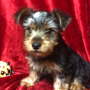 Yorkshire Terrier Puppy Popeye
