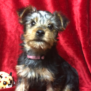 Yorkshire Terrier Puppy Popeye