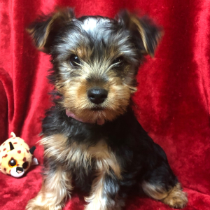 Yorkshire Terrier Puppy Popeye
