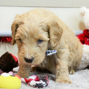 Goldendoodle Puppy Bartt