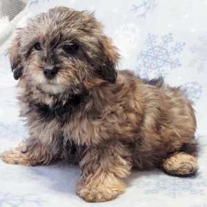 Yorkiepoo Puppy Kara