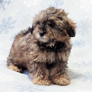 Yorkiepoo Puppy Kara