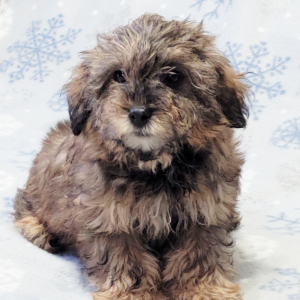 Yorkiepoo Puppy Kara