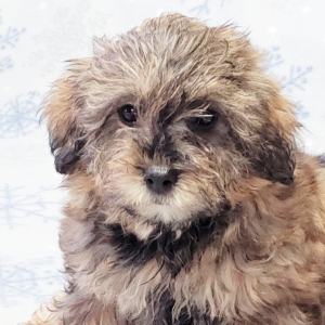 Yorkiepoo Puppy Kara
