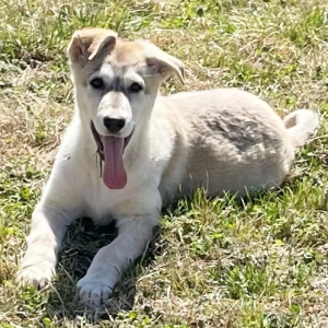 German Shepherd Dog Puppy Sailor