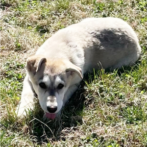 German Shepherd Dog Puppy Sailor