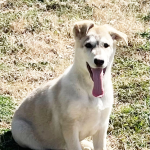 German Shepherd Dog Puppy Sailor