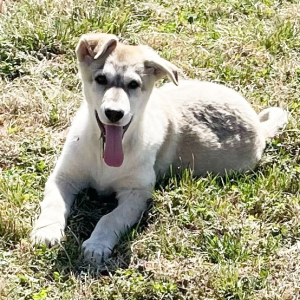 German Shepherd Dog Puppy Sailor