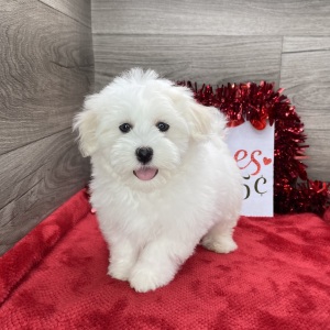 Havanese Puppy Liam