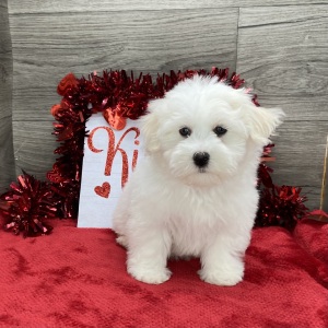 Havanese Puppy Liam