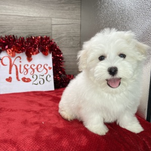 Havanese Puppy Liam