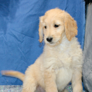 Goldendoodle Puppy Molly