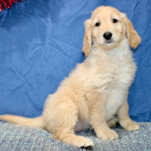 Goldendoodle Puppy Molly