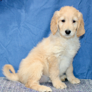 Goldendoodle Puppy Molly