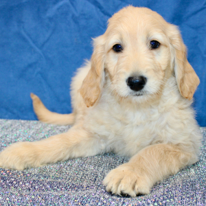 Goldendoodle Puppy Molly