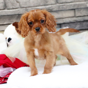 Cavalier King Charles Spaniel Puppy Koda