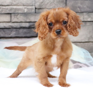 Cavalier King Charles Spaniel Puppy Koda