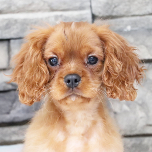 Cavalier King Charles Spaniel Puppy Koda