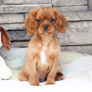 Cavalier King Charles Spaniel Puppy Koda