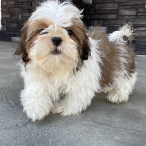 Shih Tzu Puppy Dale