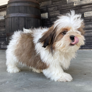 Shih Tzu Puppy Dale