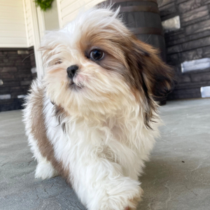 Shih Tzu Puppy Dale