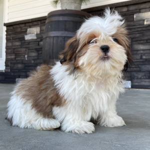 Shih Tzu Puppy Dale