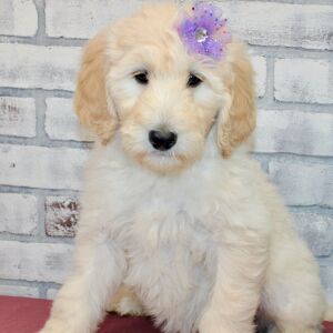 Goldendoodle Puppy Shar
