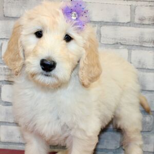 Goldendoodle Puppy Shar
