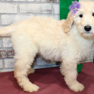 Goldendoodle Puppy Shar