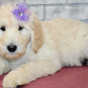 Goldendoodle Puppy Shar