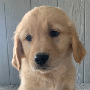 Golden Retriever Puppy Heidie