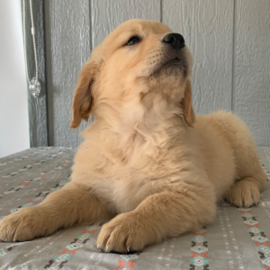 Golden Retriever Puppy Heidie
