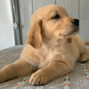 Golden Retriever Puppy Heidie
